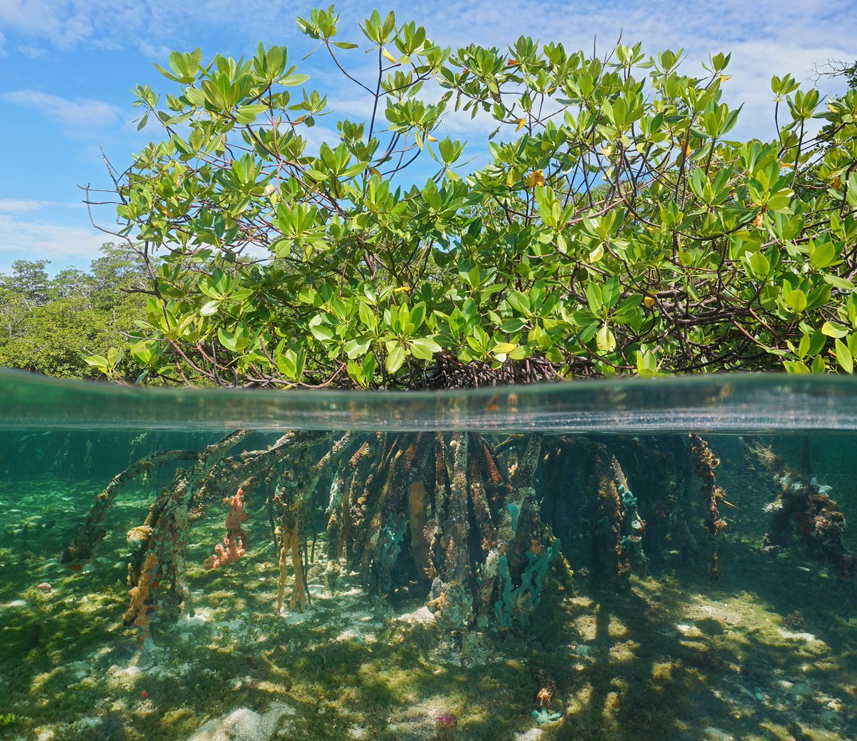 CIEEMnet's tweet photo. A paper in Conservation Biology has applied the new IUCN Green Status of Species for the first time to 181 species. The new standard measures how close a species is to being fully ecologically functional and how much it has recovered thanks to conservation https://t.co/Ftq225q7aM https://t.co/PfqSJOQjS6