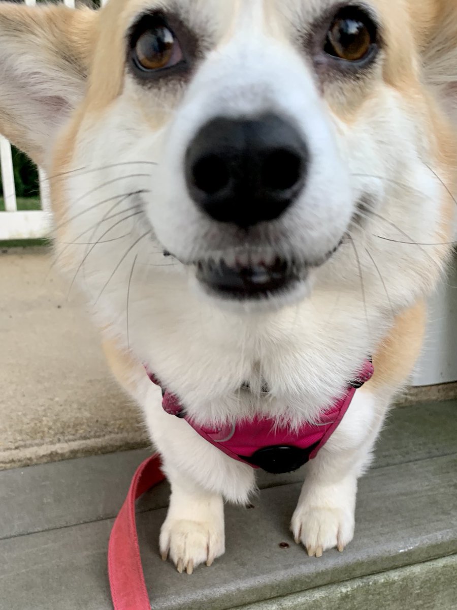 This is how I feel about my #CorgiCrew ! Good morning, friends! You bring on all the smiles! Show us yours!

#corgismiles