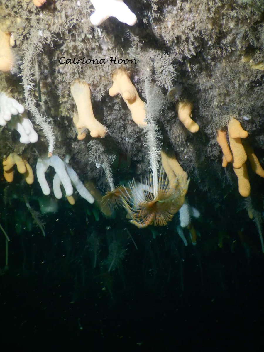 chloevblackman's tweet photo. More shots from last Friday's #dive charter to the #Garvellachs, this time underwater! 🌊🌊 All snapped 📸 by my fabulous dive buddy @CatrionaHoon. #Scottishdiving never disappoints 😍😍 @BSACdivers @HisaArgyllSAMS #innerhebrides #westcoast #scuba #livetodive https://t.co/a5kK0lfYzU