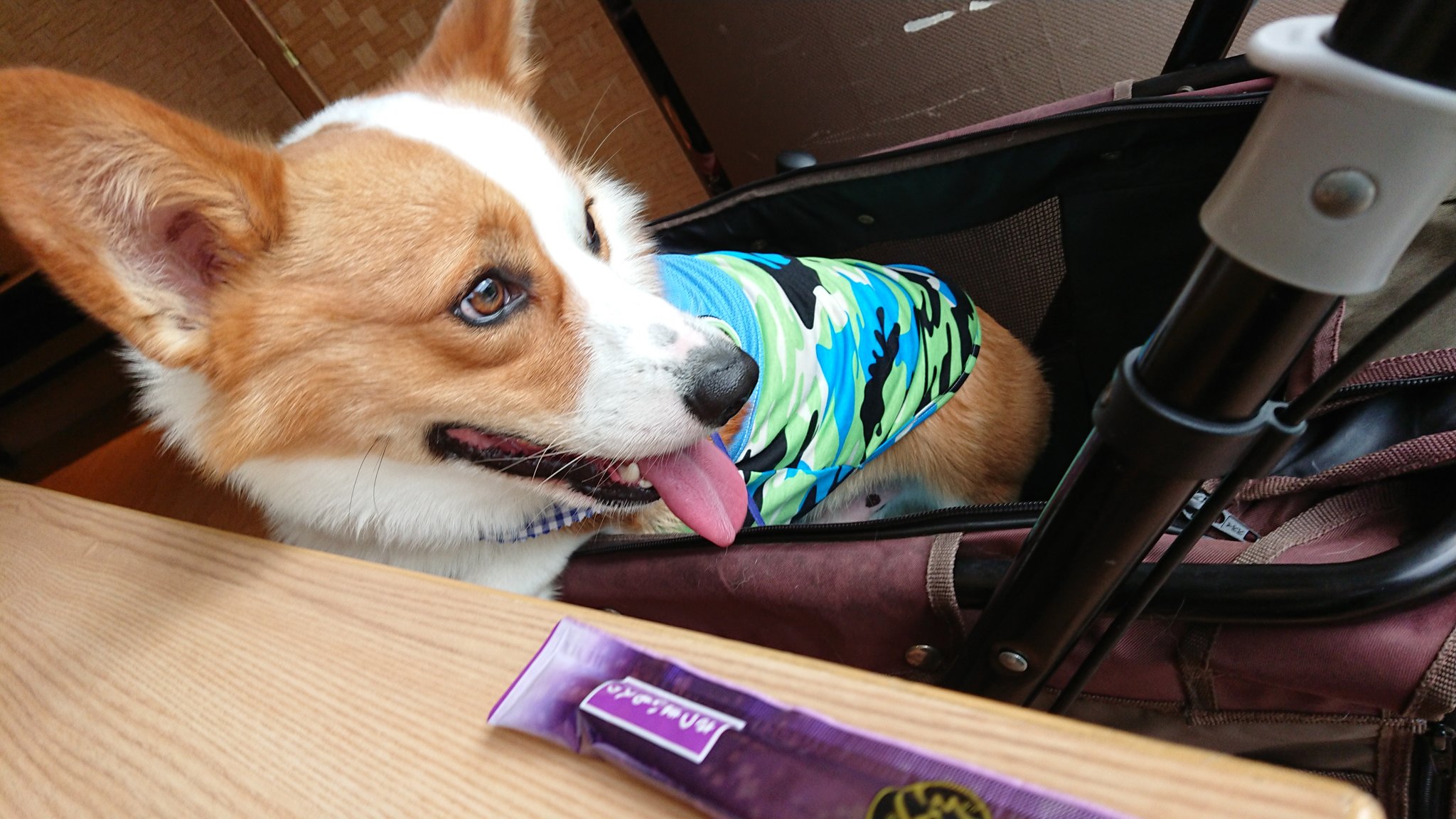 ビワドッグ Twitter Search Twitter