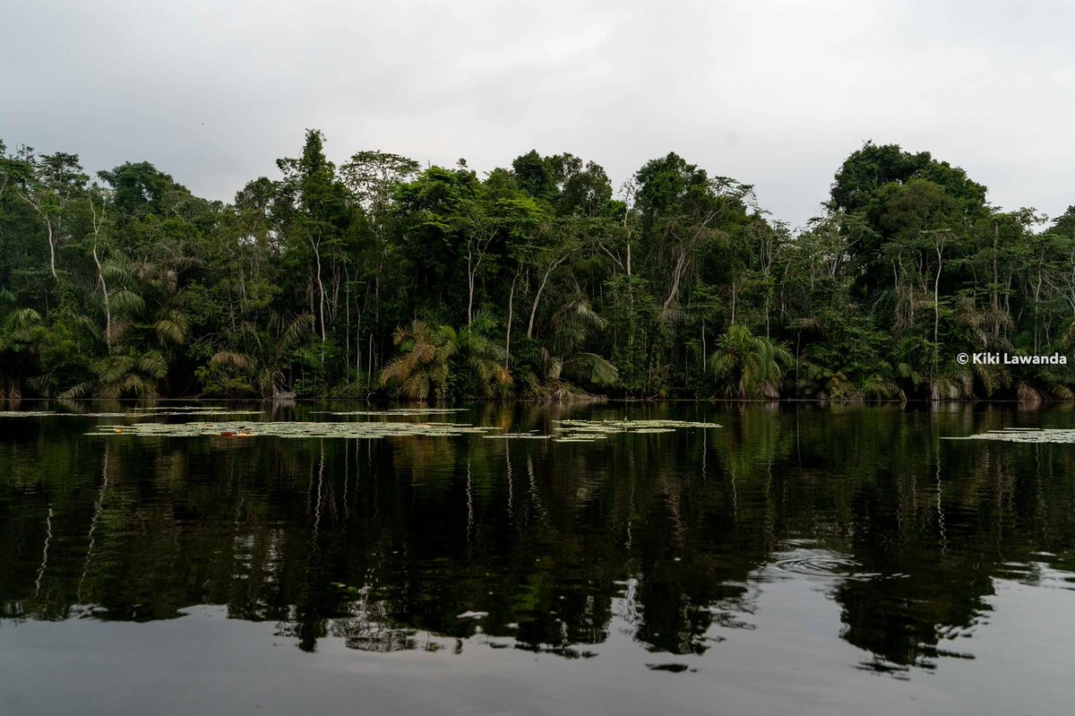 Le Congo Est Chic tweet media