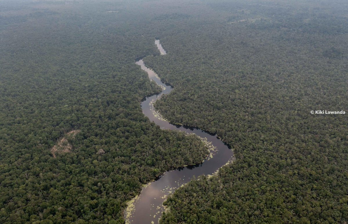 Le Congo Est Chic tweet media