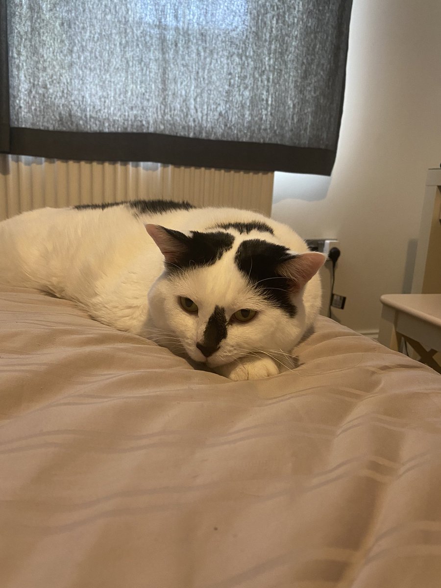roundmoogurl's tweet photo. ,   looking Grumpy for ….  attention https://t.co/ZQIWATxxaf