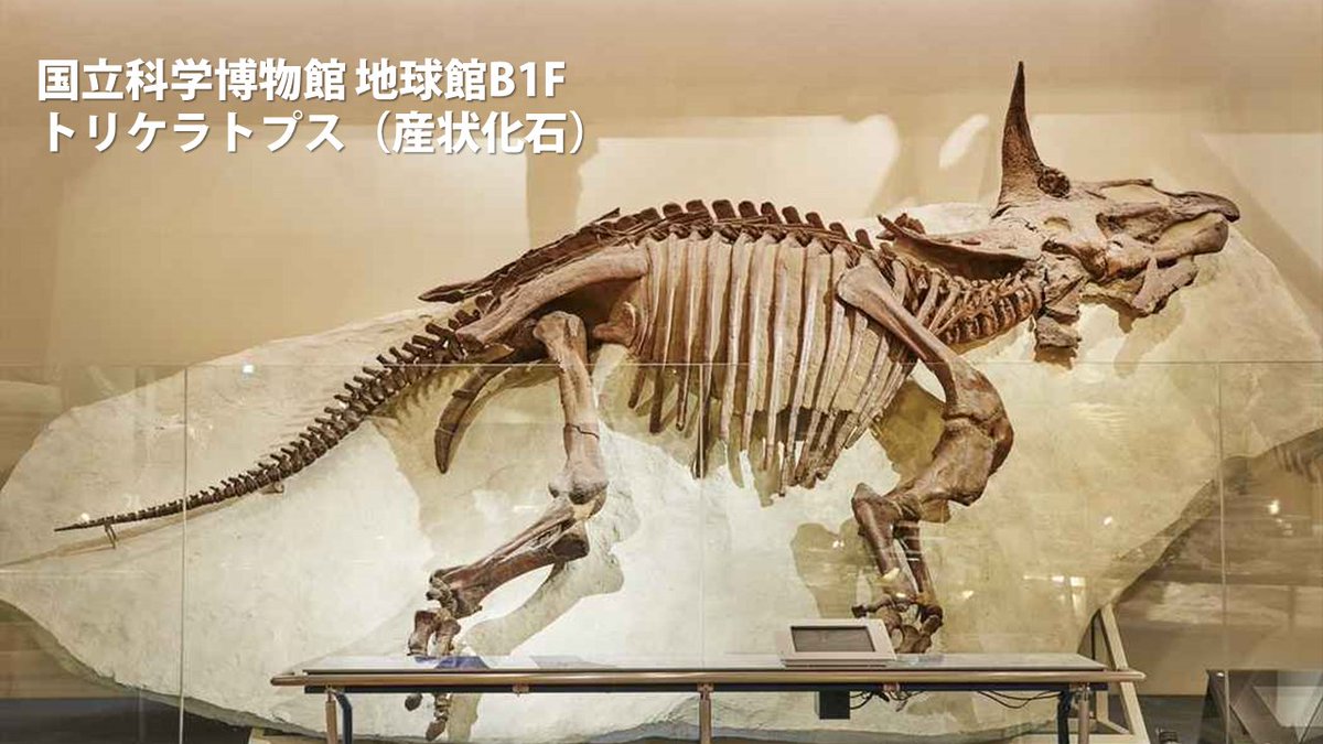 かはく【国立科学博物館公式】 on X: かはく【国立科学博物館公式】 on X:
