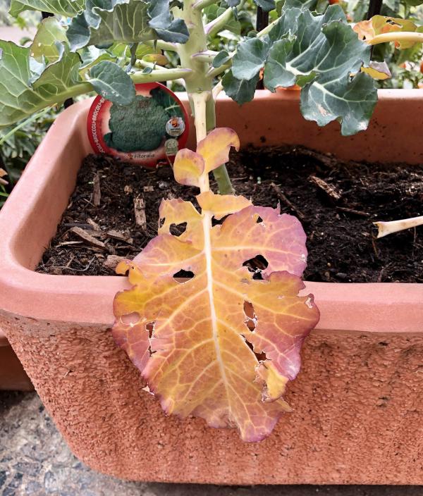 Defensem les plantes del nostre hort dlvr.it/S4ZXGh