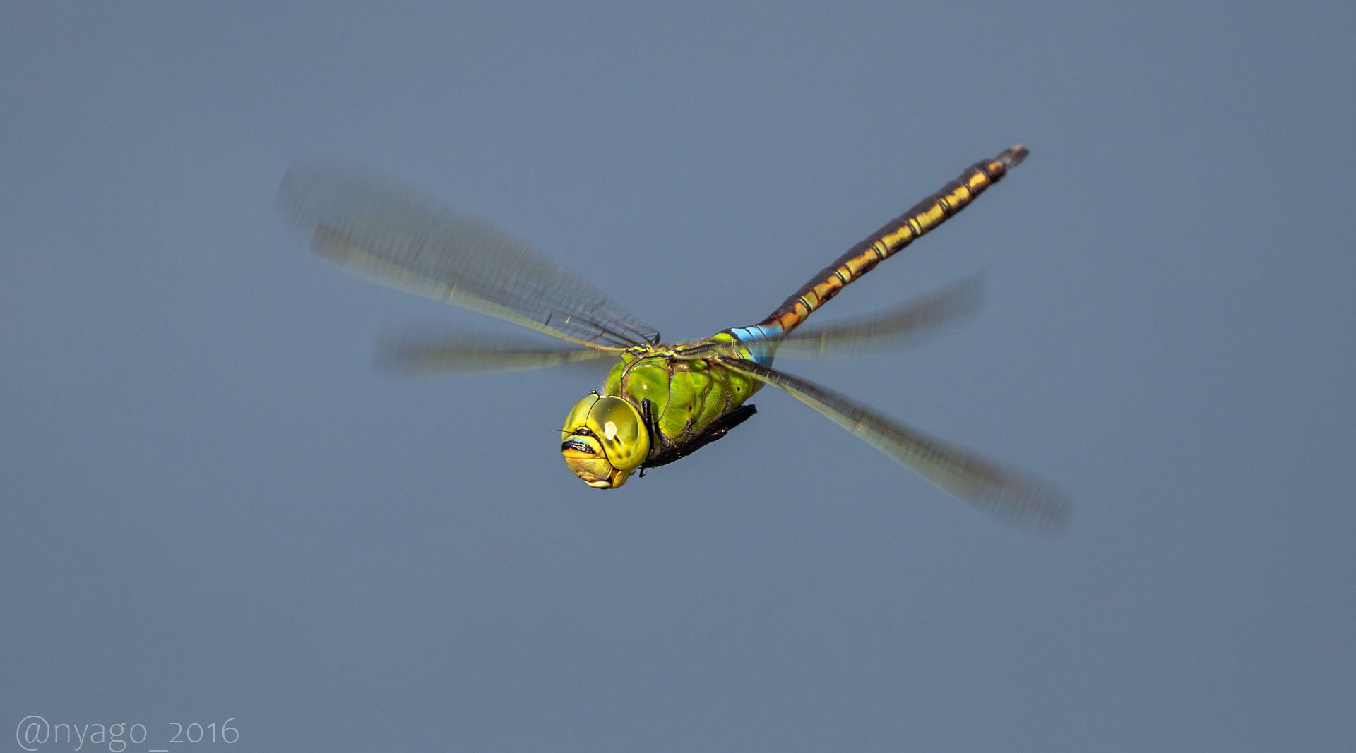 Nyago 今日撮れた ギンヤンマ さんの 飛翔 Lesseremperor トンボ とんぼ Dragonfly 昆虫 Insect Flying T Co Qml90fkebu Twitter