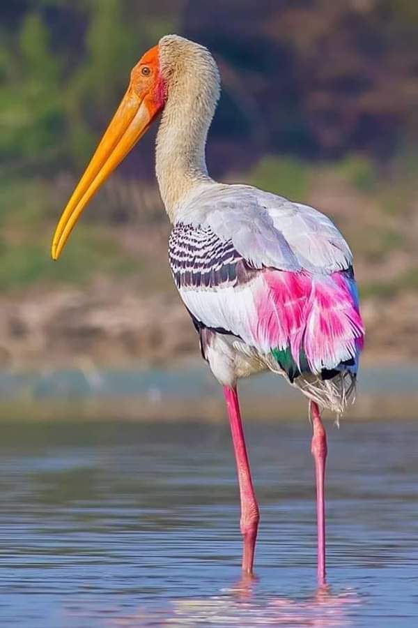 melal (@kevnarin) on Twitter photo 