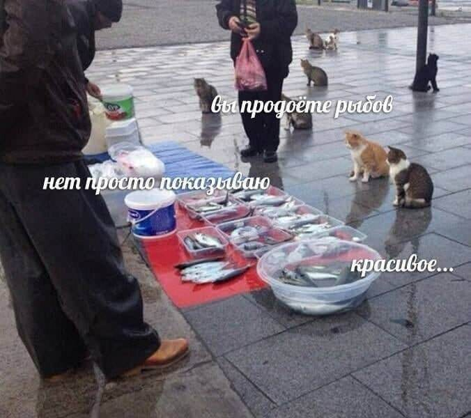 — Вы продоёте рыбов?
— Нет просто показываю.
— Красивое…

Этот диалог из популярной абсурдной картинки с котами стал самостоятельным мемом. В рунете его пародируют всё чаще — и далеко не всегда это связано с котами или рыбами

tjournal.ru/internet/416394