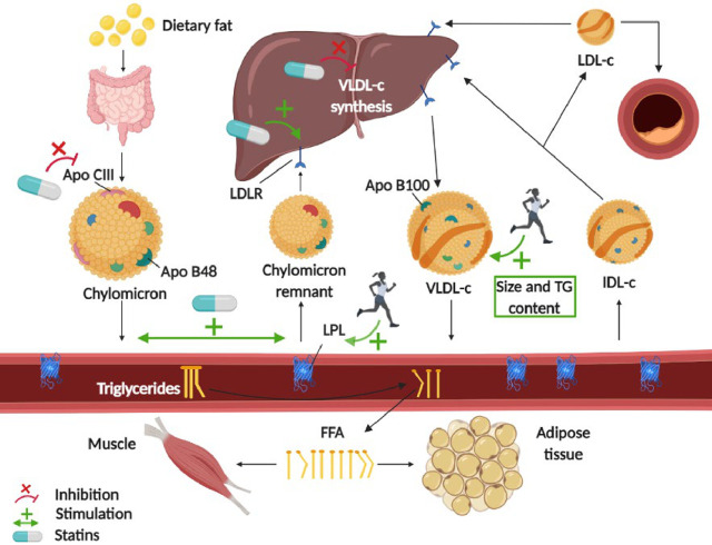 The new meta-analysis from our lab is up!

Effectiveness of statins versus exercise on reducing postprandial hypertriglyceridemia in dyslipidemic population.

#Statin #Exercise @susjshs2017 <a href="/UCLMdivulga/">UCLMdivulga</a> 

sciencedirect.com/science/articl…