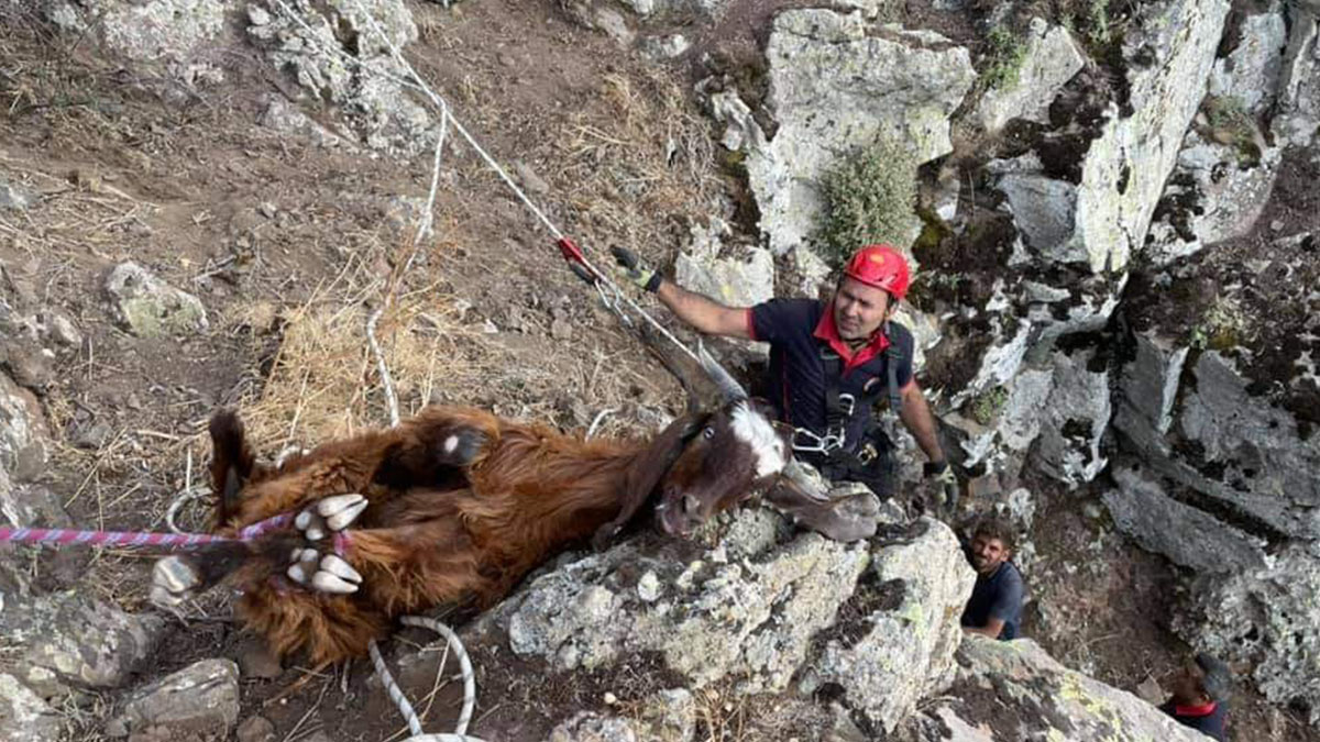 Kayseri'de keçilerini dağa kaçıran bir vatandaş,  itfaiyeden yardım istedi. 

#dağakaçankeçiler #hayvanaramakurtarma

ajanimo.com/kayseride-keci…
