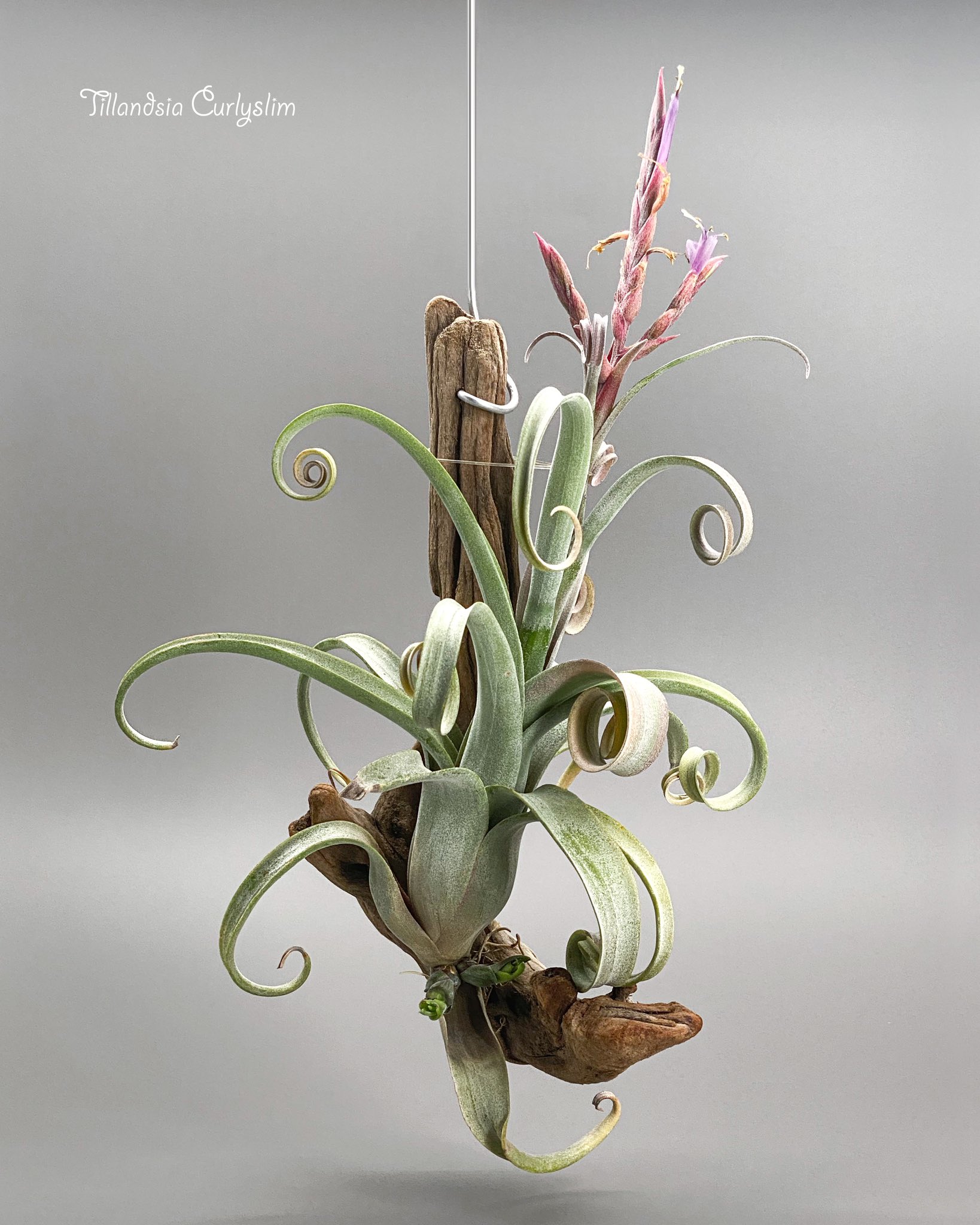 チランジア カーリースリム エアープランツ フック台座付き チランジア