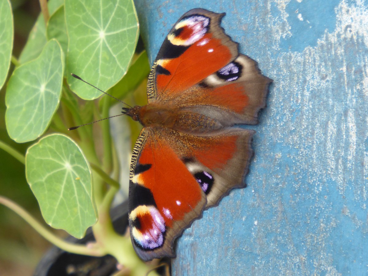 Did you know that the annual Big Butterfly Count is happening until the 8th August? A great and easy way to do some citizen science in the comfort of your garden or local green space. Get involved at: …erflycount.butterfly-conservation.org 🦋