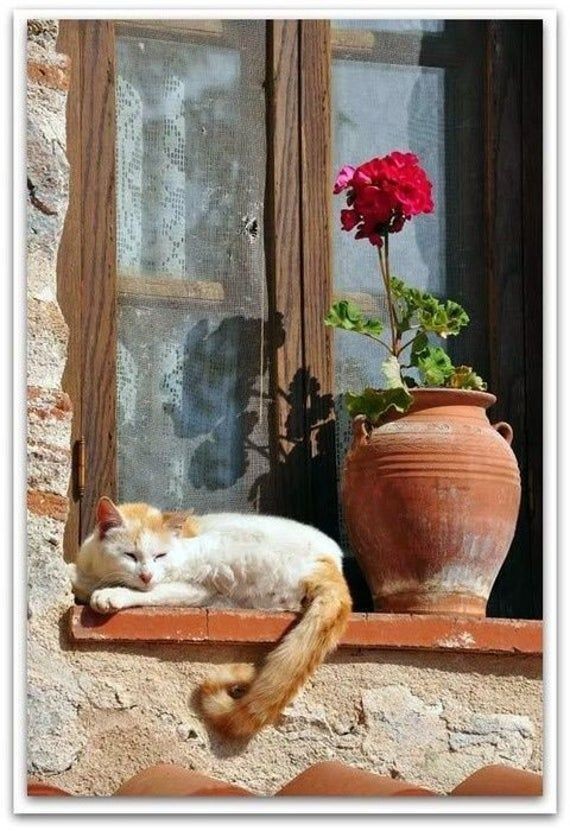 SitaToc's tweet photo. Buen día. Hace más frío!!!
Esperaré a que salga el sol un ratito.
#Entumida
#Abrigada https://t.co/J3k3VVbzVC