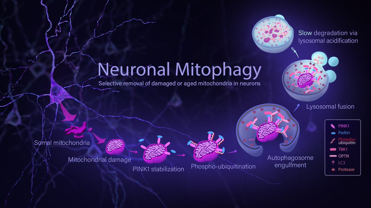 #BlackInNeuroResearch Re-highlighting the amazing work of @janetiwasa and @Ann_HuiLiu. As part of their #SeeingDiversity we collaborated to illustrate my science. Here is how damage or aged mitochondria are removed from neurons via a process called mitophagy! #CiteBlackInNeuro