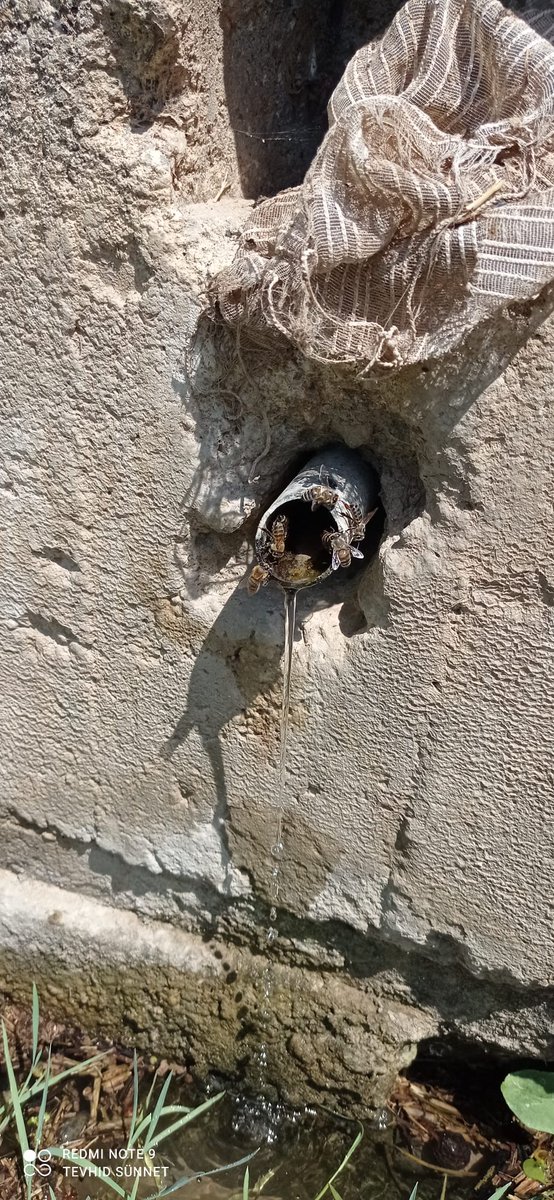 Bi müsade eder misiniz ?
🐝🍯 🙂😊