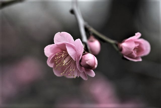 Цветы на ветке. Прунус блоссом розовый. Цветы Умэ японская слива. Цветение Сакуры бутоны. Цветы вишня Сакура.