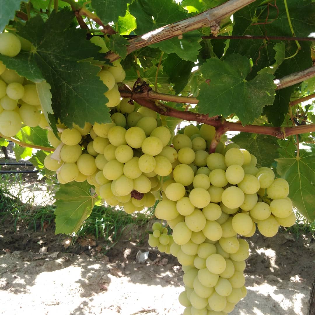 FSeedles's tweet photo. Hayırlısı ile #süperiorseedlescinsi üzümümüz ile ufaktan ufaktan hastada başladık 🍇🍇
Yolculuk #MarıaSharapova nın ülkesi #Rusıa ya
Sırada;
#Crimsonseedles
#Sultaniye
#Michaelpallari
#Redglobe
#Fantasyseedles var kısmet olursa
#Manisa #Sarıgöl #Çanakçı #Emcelli https://t.co/W1kWWYozbq
