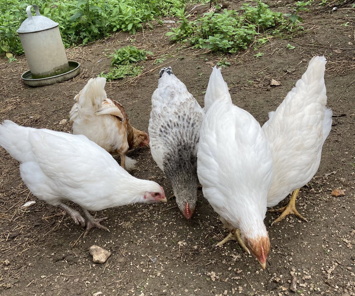 8 week old chicks hatched at school and loving allotment life 🐥🐓🌿🌻🌈☀️