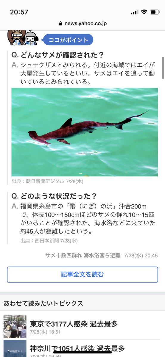 シュモクザメのtwitterイラスト検索結果 シュモクザメのtwitterイラスト検索結果