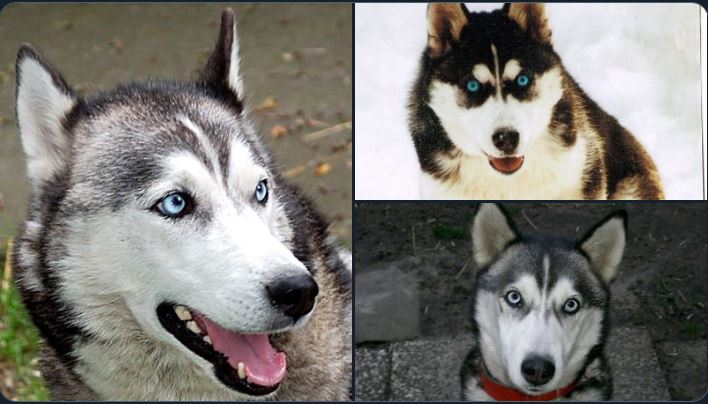 💥🐺 "PrivatPunk" 🐺💥 tweet media