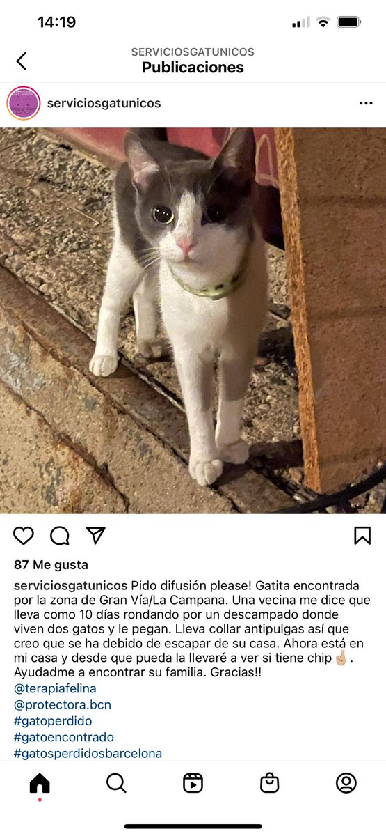 Pazos_64's tweet photo. Gatita encontrada en Gran Vía/La Campana https://t.co/mHFeDjOkmg