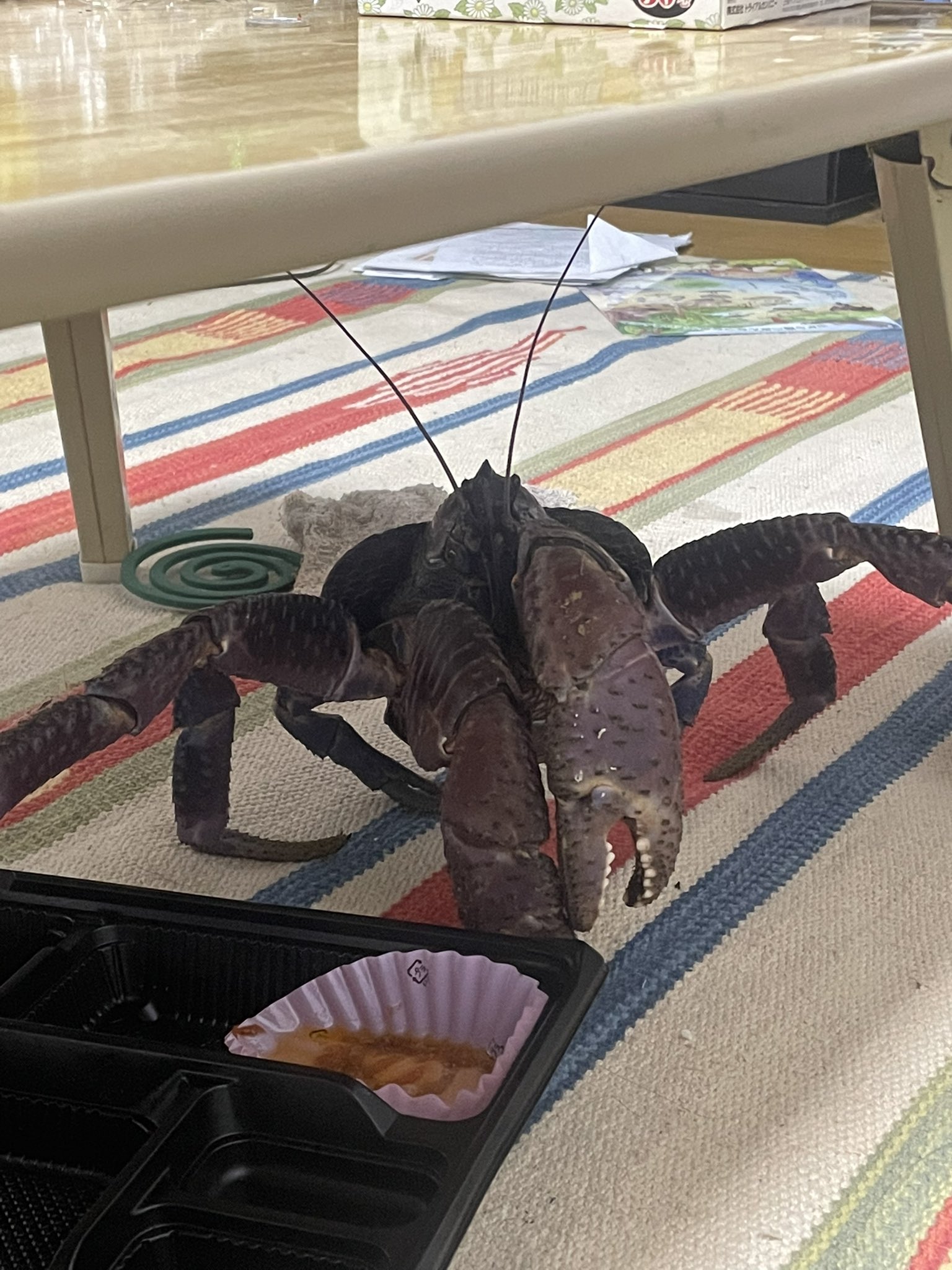 ひろひろ 換気をしたまま出かけるだけで部屋にヤシガニがいる これが沖縄の離島暮らしの現実 T Co Gmhddtacwe Twitter