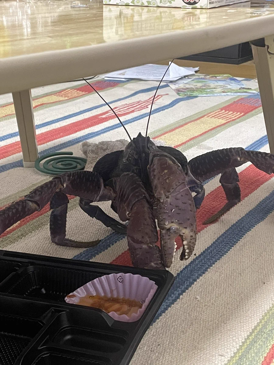 沖縄の離島、換気をしたまま出かけるとアイツが部屋中にいるｗｗｗ