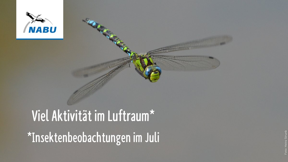 🦋🐞🐝 lassen sich fast ganzjährig beobachten. Aktuell sind sie besonders aktiv, vor allem Libellen. Zum NABU-Insektensommer, vom 6. bis 15.August, könnt ihr wieder fleißig Insekten zählen und uns melden. Tipps zur Insektenbeobachtung findest du hier. 👉 nabu.de/tiere-und-pfla…