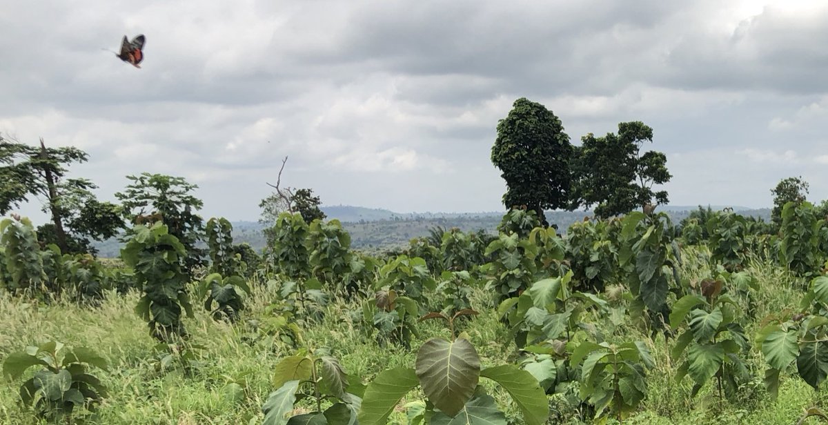 Mere Plantations tweet media