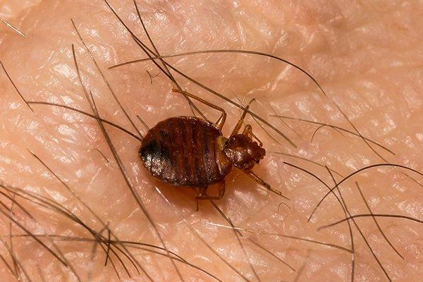 Signs you have a bed bug infestation and tips to get rid of them