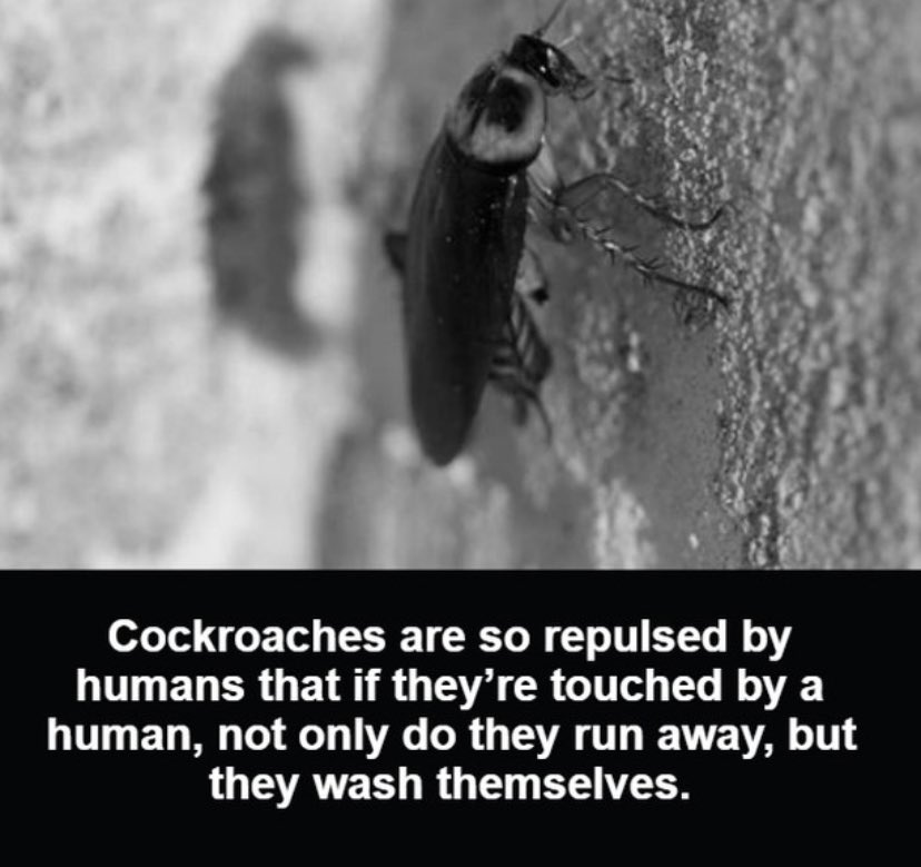 HorrorUnleashed's tweet image. #Creepy #Evil #Scare #Scared #Horror #Creepy #Scary #ScaryVideo #ScaryVideos #CreepyVideo #CreepyVideos #CreepyPictures