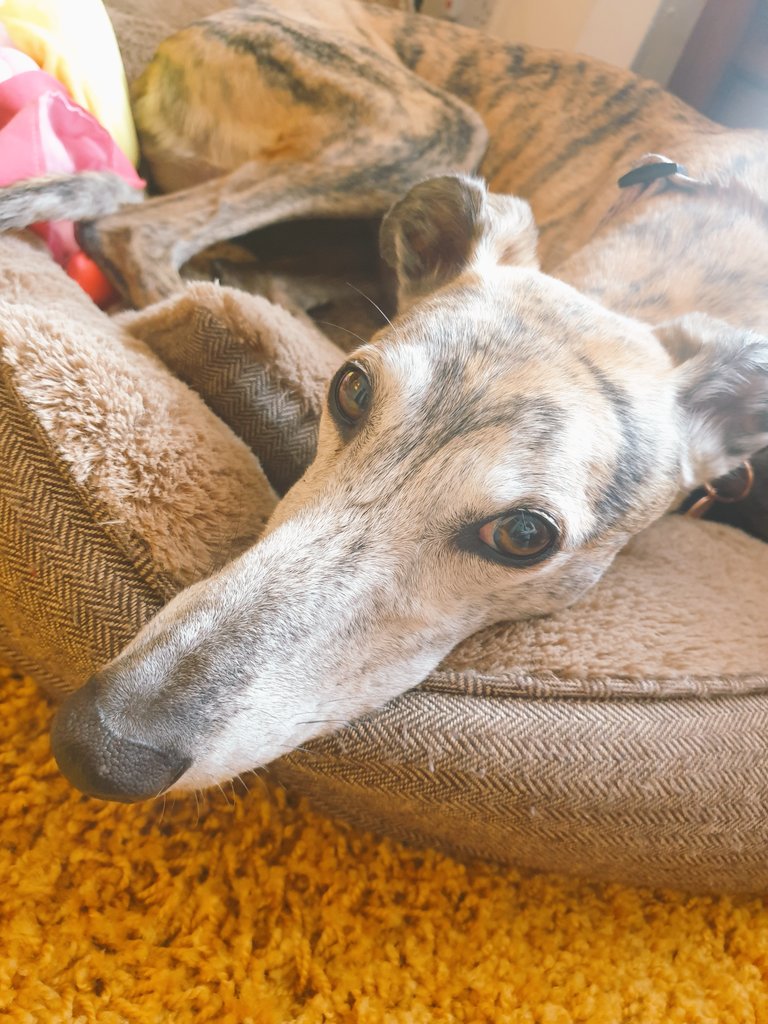 StevieLMarsden's tweet image. Cats aren&apos;t the only furry friends enjoying @MovingTexts2021 this week! #MovingTexts2021 #SHARPooch