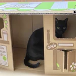 愛猫にカフェをプレゼント!しかし裏口が欲しくなった猫の行動に度肝を抜いた!w