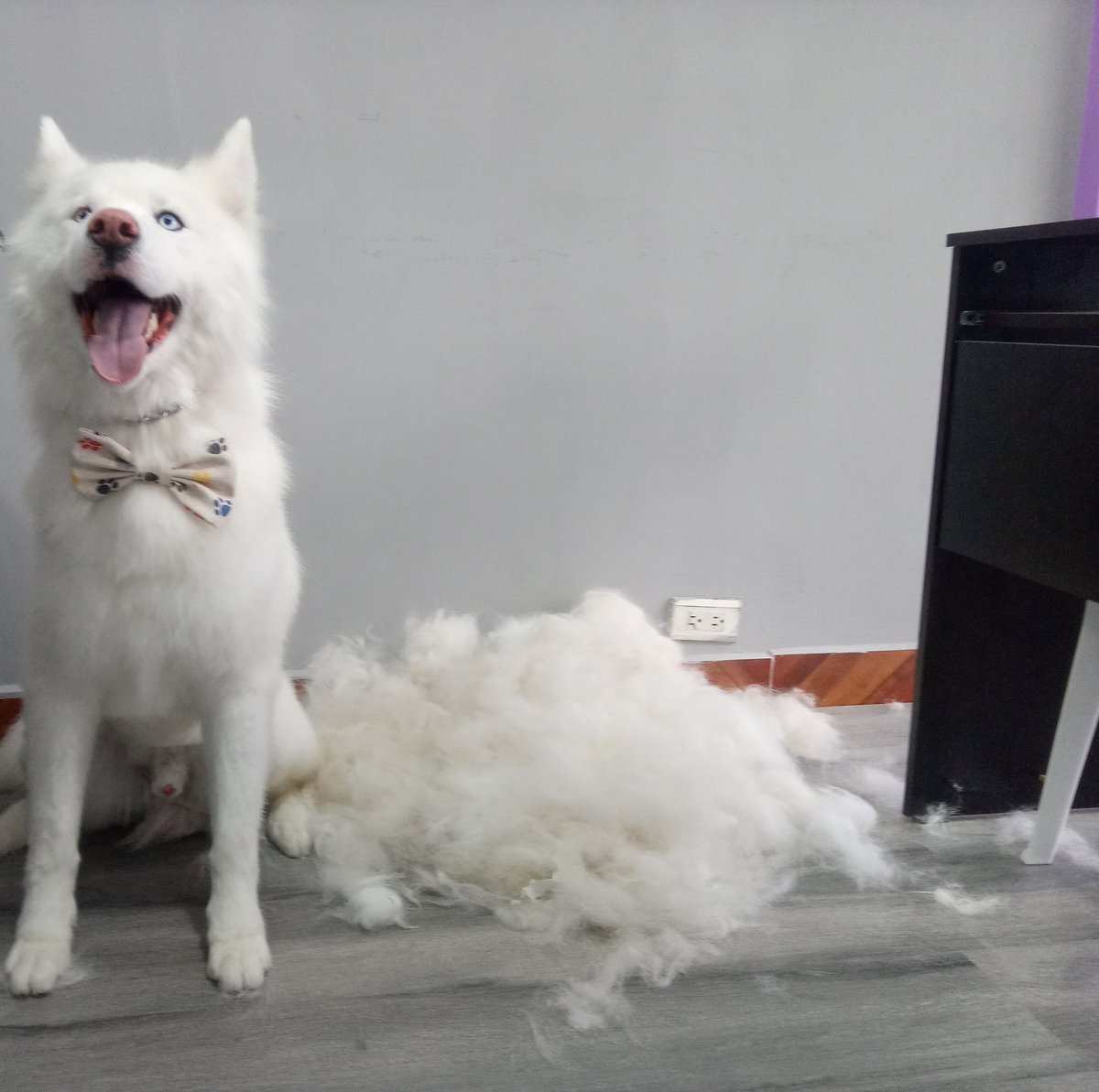 fluffystyle_'s tweet photo. Qué guapo ha quedado Toby despues de su Spa en @fluffystyle_.. Luego de su deslanado ya no bota ni un solo pelito 😍🐾
#mascotas #mascotasquito #Quito #Ecuador #pets #peluqueriacanina #peluqueriacaninaquito #husky #huskysiberiano https://t.co/zNiSWHlbrT