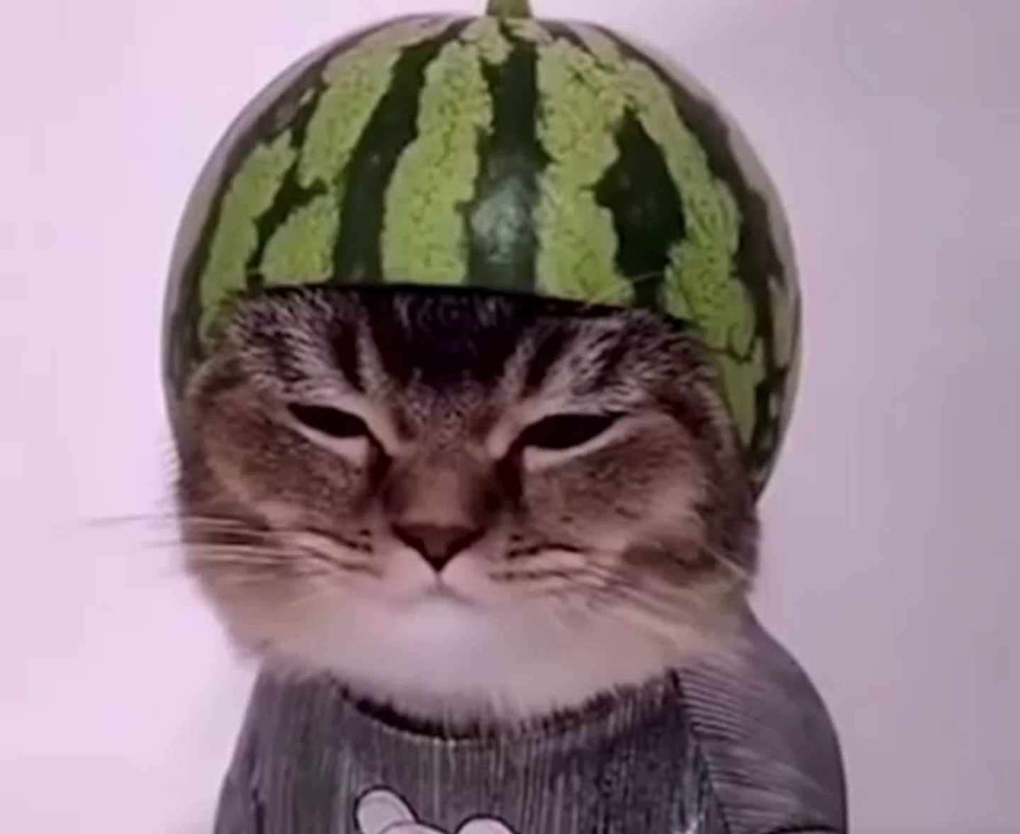 Logan Many Cats Cannot Take The Heavy Load Of Being Pushing The Watermelons Or Massaging Them So They Become Watermelon Merchants This Salescat Is Grizzled From The Job And Knows
