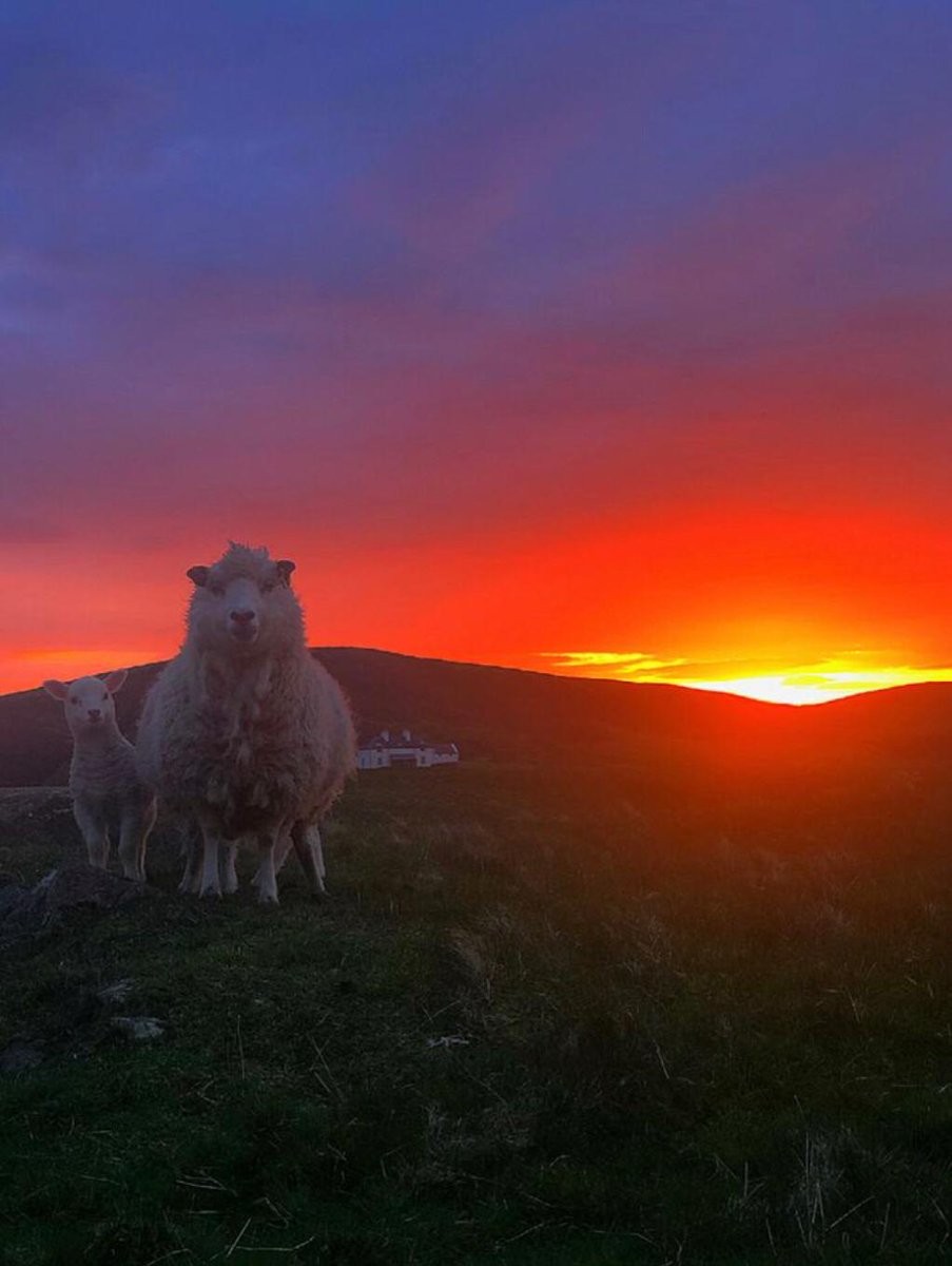 #shetlandsheep #Shetland #sunset #sheep #Promoteshetland #visitshetland #myshetlandlife #myfarminglife #countryside #rural #inspiredbyshetland #60North #thisisscotland #visitscotland #crofting #croftlife #croft #farming #crofter #cloudburst