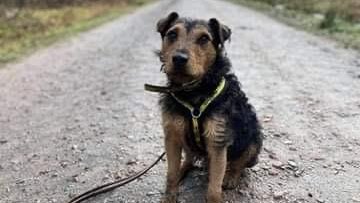 AdoptionsUk's tweet image. Please retweet to help Woofy find a home #Canterbury #England 
Patterdale Terrier aged 4, looking for an adult home as the only pet, please see full details or apply below👇
dogstrust.org.uk/rehoming/dogs/…
#dogs #pets #animals