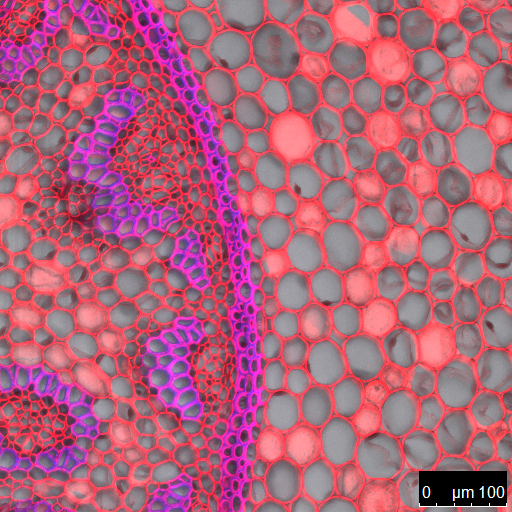 ThINC_SBU's tweet photo. Are you looking to image a fluorescent labeled sample? In today's #ThINCtools series, we'd like to introduce our #Leica TCS SP8X Upright Confocal Microscope. #leicamicrosystems #leicacamera
Our Leica Confocal Microscope is equipped with White Light Laser (WLL 470-670nm) and... https://t.co/l7ANdLNU3y