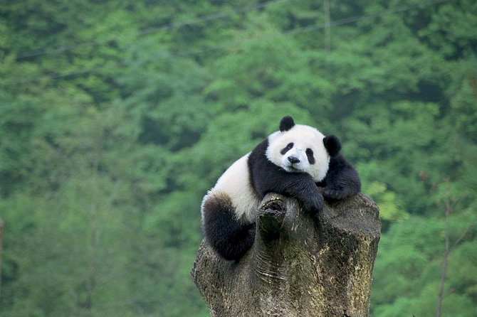 Panda_Reactions's tweet photo. thinking how to make billions without working https://t.co/gyeHYONUwl