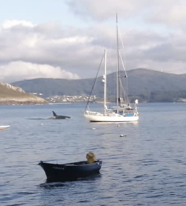 En #Corme ahora mismo!!! #orca 

#Twitter : @malpicasurf
#Facebook : @malpicasurfofficial
#Instagram : @malpicasurf
#YouTube : @malpicasurf
#malpipeline #malpica #costadamorte #deathcoast #galicia #surf #bodyboard