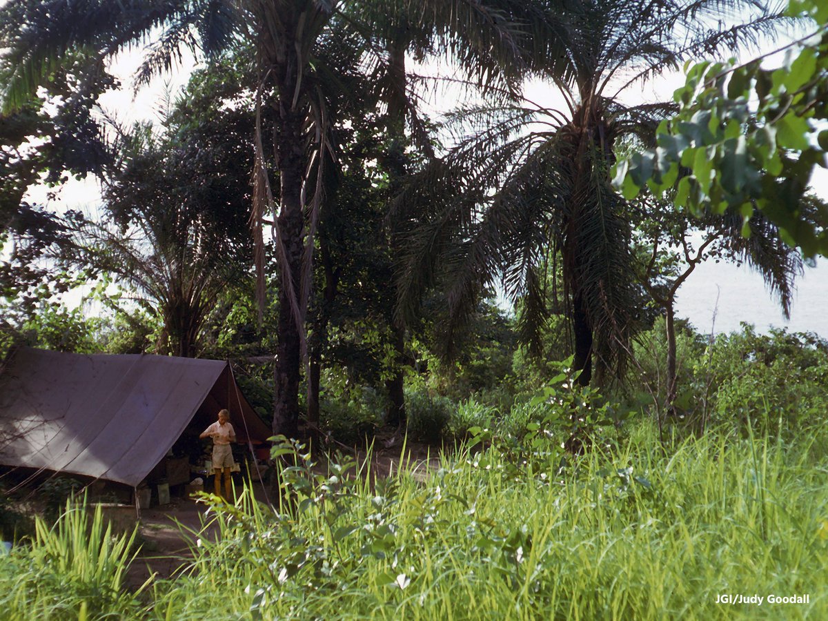 #WednesdayWisdom "When I look back over my life it's almost as if there was a plan..from the little girl who was so passionate about animals who longed to go to Africa &amp; whose family couldn't afford to put her through college. Everyone laughed at my dreams.” 

Follow your dreams.