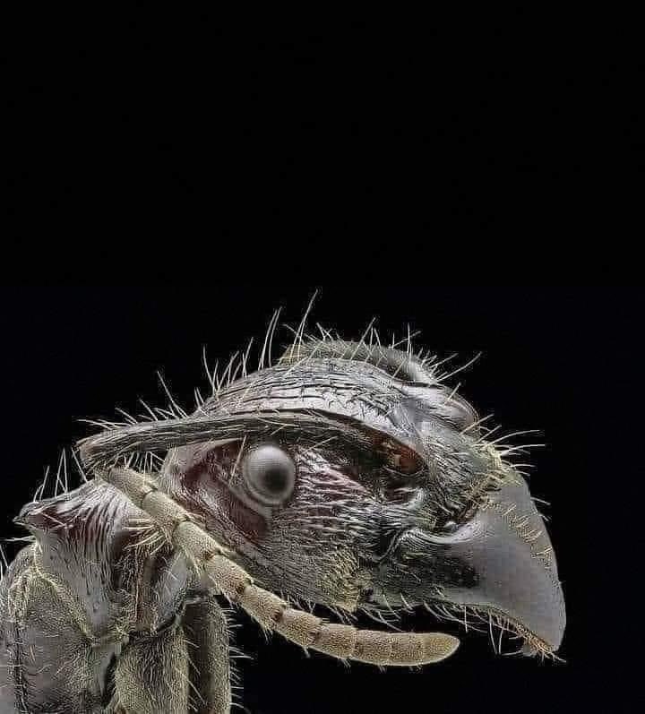 An ant’s face seen through an electron microscope.