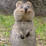 絶対ディズニーに作られたCGだろって言いたくなるクアッカワラビー pic.twitter.com/1…