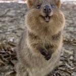 絶対ディズニーに作られたCGだろって言いたくなるクアッカワラビー pic.twitter.com/1…