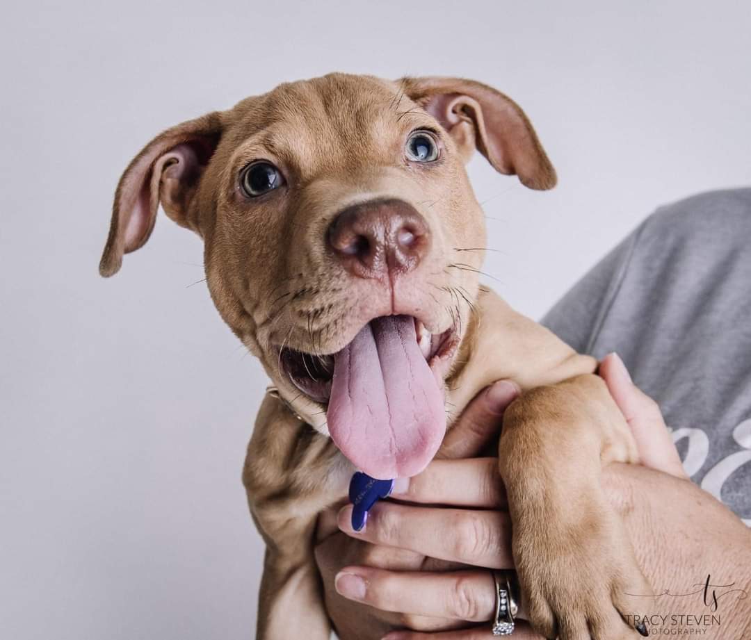 Beautiful Lewis is ready to find his home. His six siblings went on transport to Pennsylvania, but Lewis was the runt of the litter and required extra attention. Totally worth it. This four month old is a big hunk of love and light. And honestly, who couldn't use more of that?