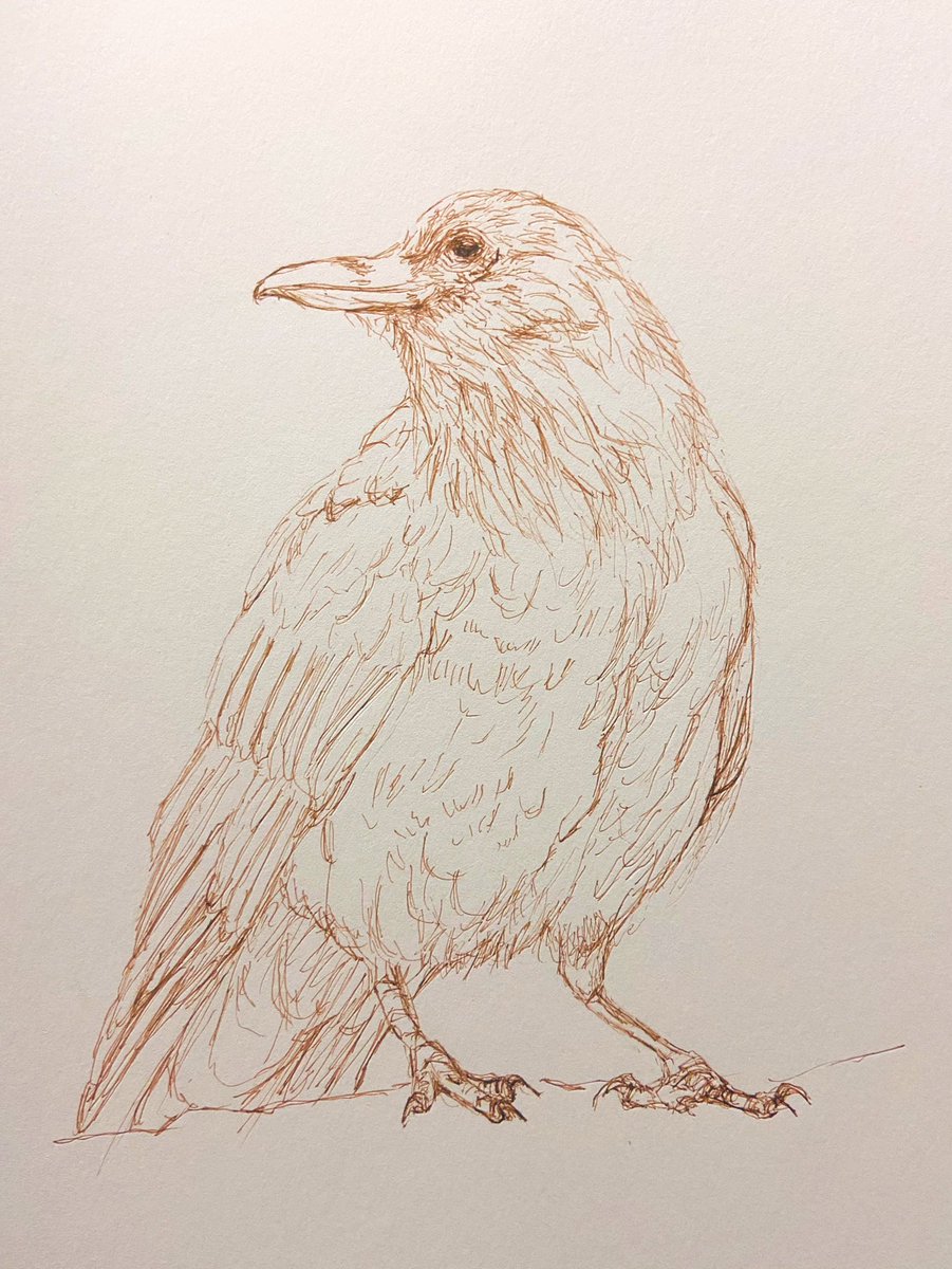 Twoucan カラス の注目ツイート イラスト マンガ コスプレ モデル