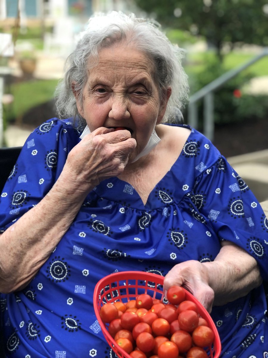 ArlingtonPHC's tweet photo. We are very proud of our tomato plants, all grown from seed! 🍅 #SeniorLiving https://t.co/kwtRkBvRrG