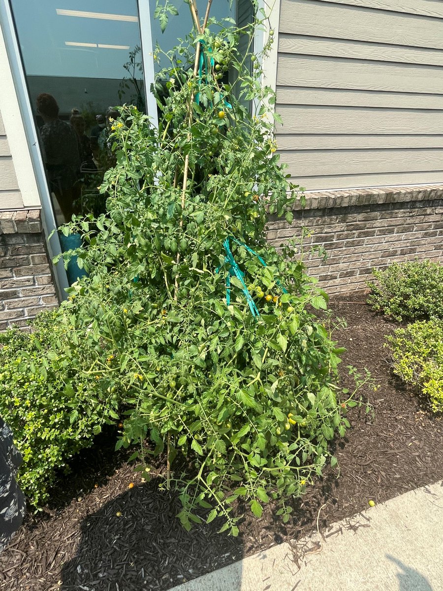 ArlingtonPHC's tweet photo. We are very proud of our tomato plants, all grown from seed! 🍅 #SeniorLiving https://t.co/kwtRkBvRrG