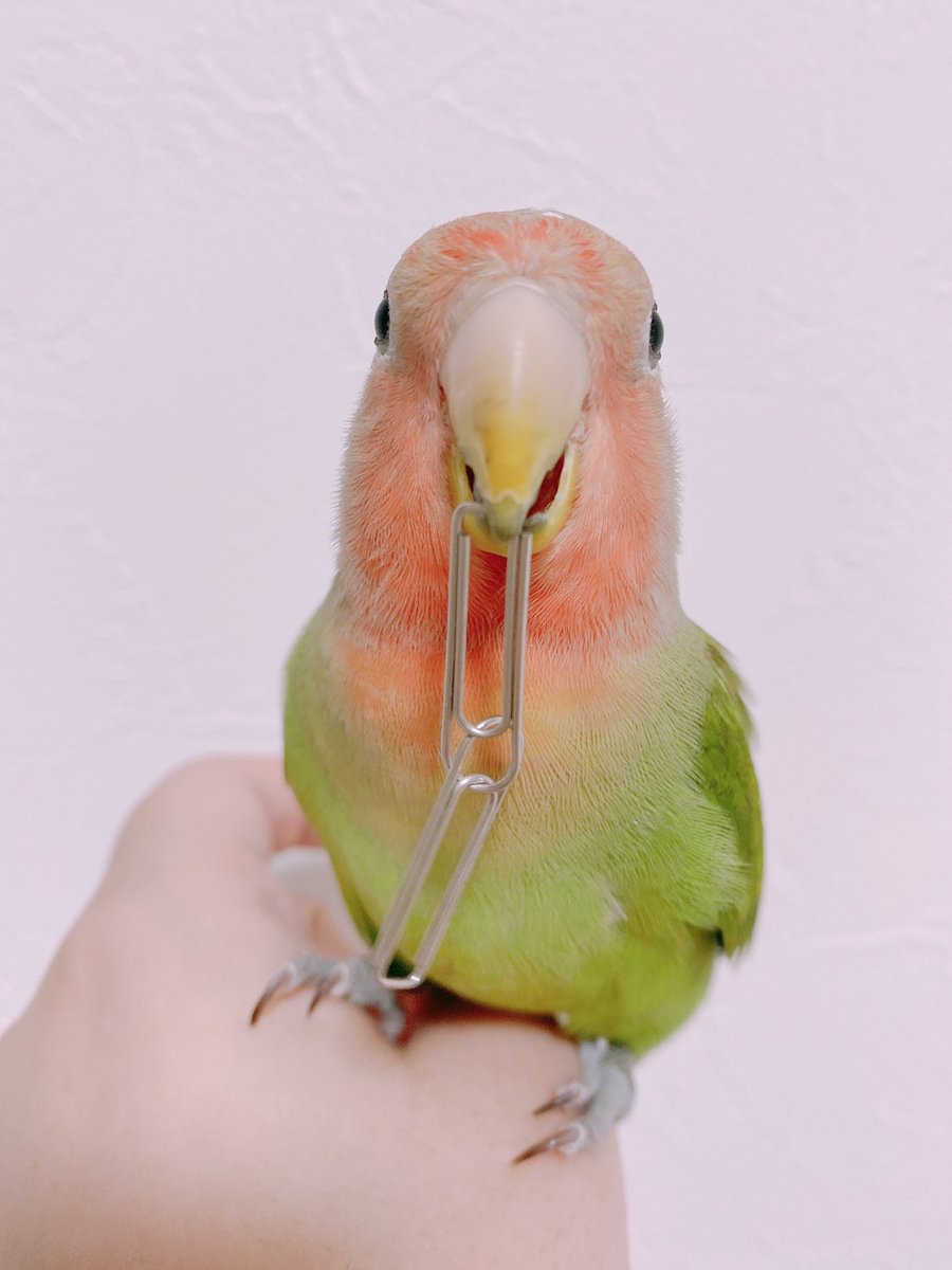 正面鳥 のむのイラスト 正面鳥 のむのイラスト