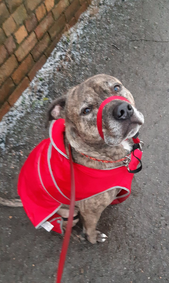 red_puppy_mark's tweet photo. @ClaireL89148526 #Roryboy has more than a few coats, his Ancol Muddy Paws ones have always been good, so is his Trespaws coat by Trespass. https://t.co/NkDr80FqEf